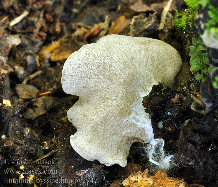 Entoloma byssisedum Závojenka dřevní Stummelfuß-Rötling