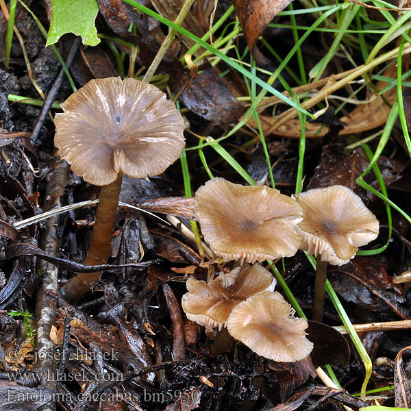 Entoloma caccabus bm5950