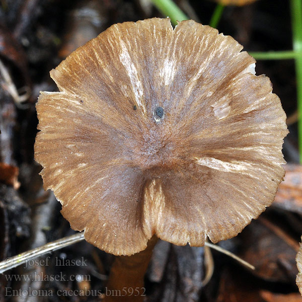 Entoloma caccabus bm5952