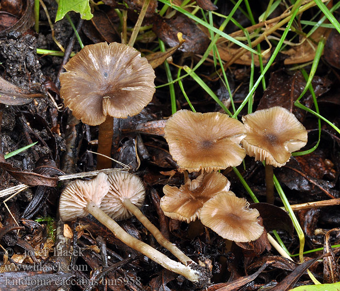 Entoloma caccabus bm5958