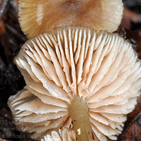 Entoloma caccabus bm5963