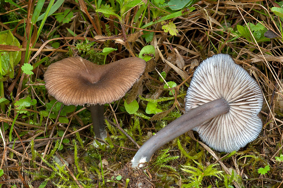 Entoloma caesiocinctum Bruine zwartsneesatijnzwam Blårandrødspore