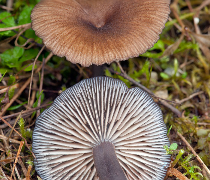 Závojenka namodralá Entoloma caesiocinctum