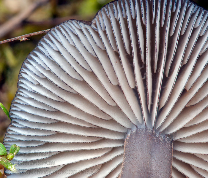 Blaugesäumter Zärtling Entoloma caesiocinctum