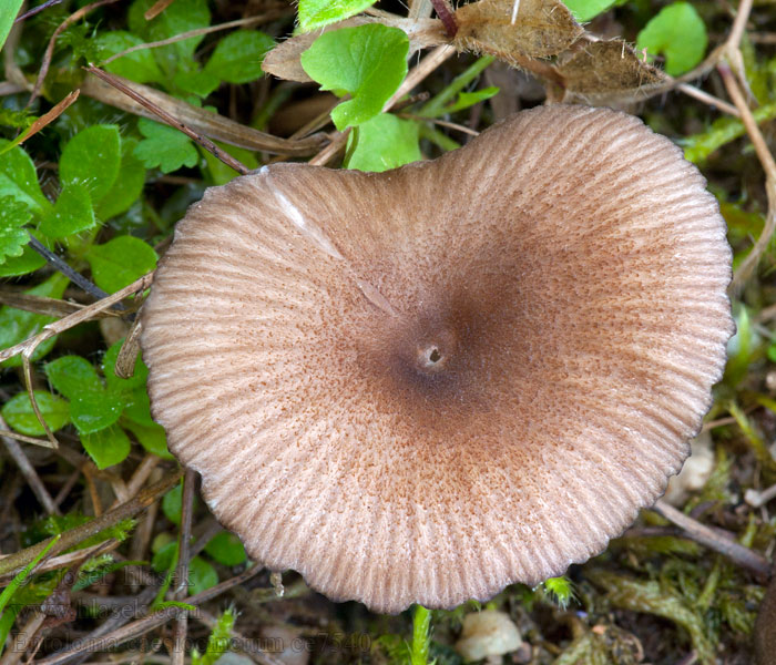 Entoloma caesiocinctum Závojenka namodralá Blaugesäumter Zärtling