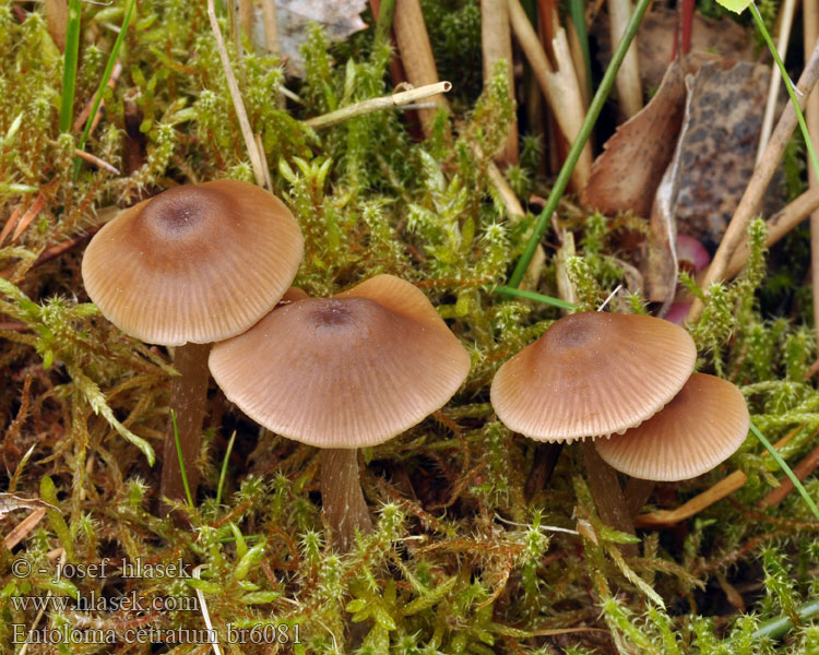 Entoloma cetratum Závojenka štítovitá Scherbengelber Glöckling