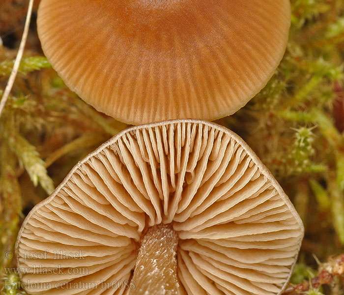 Entoloma cetratum Voks-Rødblad kogsrödhätting Kangasrusokas