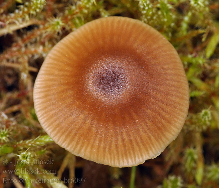 Entoloma cetratum Závojenka štítovitá Oker rødskivesopp oker rødspore