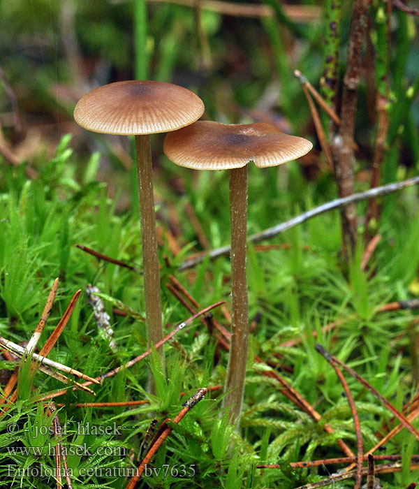 Entoloma cetratum Závojenka štítovitá