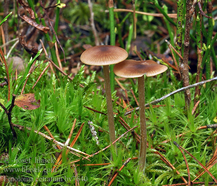 Entoloma cetratum Scherbengelber Glöckling