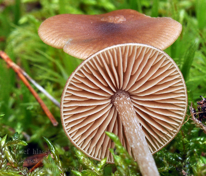 Entoloma cetratum Dzwonkówka ochrowa