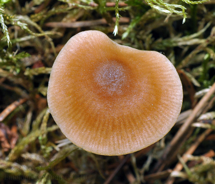 Závojenka štítovitá Entoloma cetratum