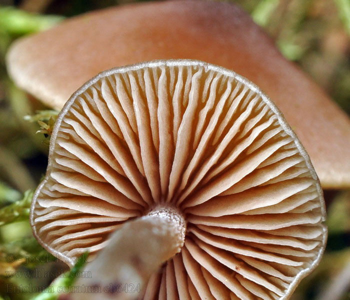 Scherbengelber Glöckling Entoloma cetratum