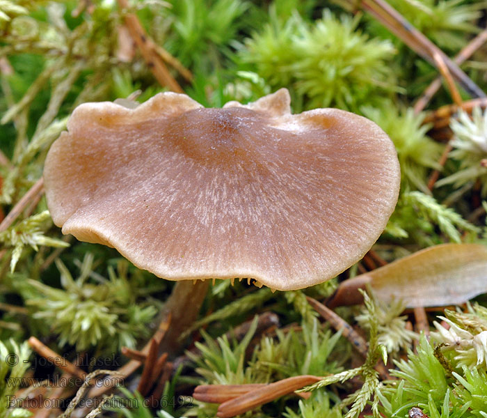 Honey pinkgill Dzwonkówka ochrowa Entoloma cetratum