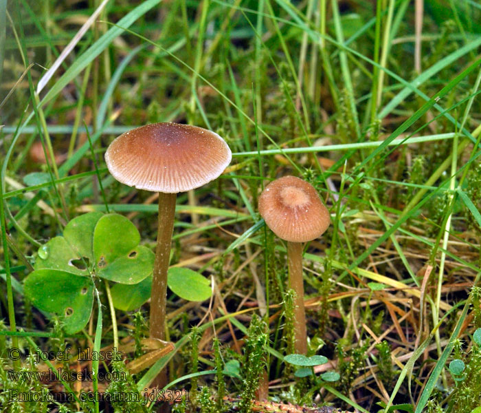 Entoloma cetratum