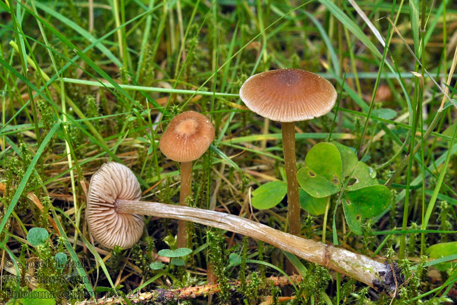 Entoloma cetratum