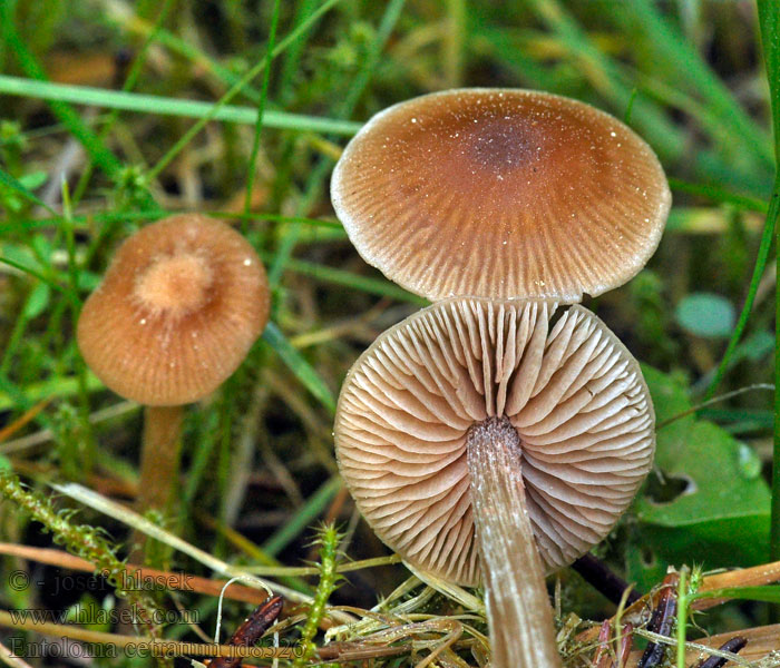 Entoloma cetratum