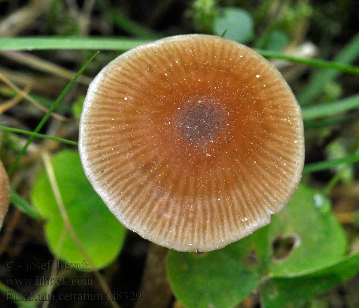 Entoloma cetratum