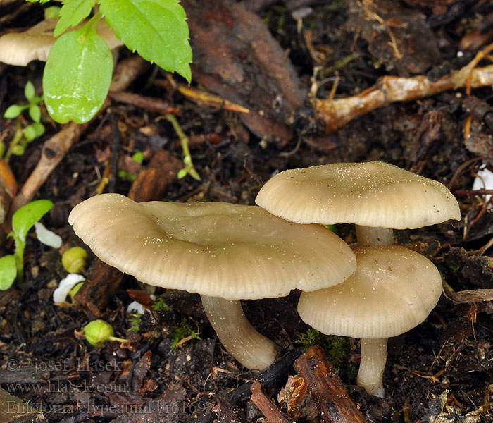 Entoloma clypeatum Závojenka podtrnka