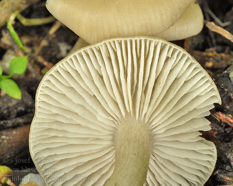 Entoloma_clypeatum_br6176