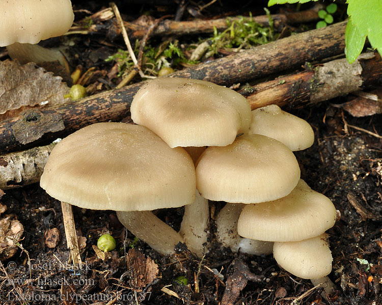 Entoloma_clypeatum_br6187