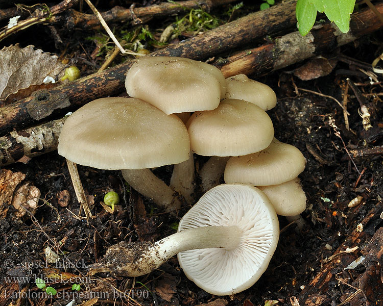 Entoloma_clypeatum_br6190