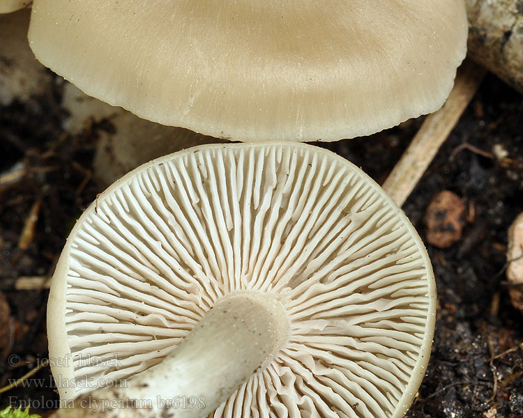 Entoloma clypeatum Harde voorjaarssatijnzwam