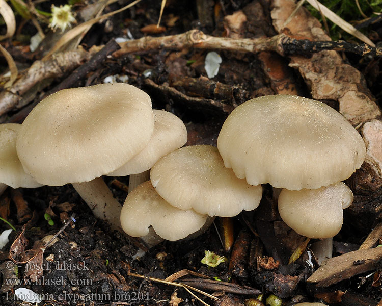 Entoloma clypeatum Wieruszka tarczowata