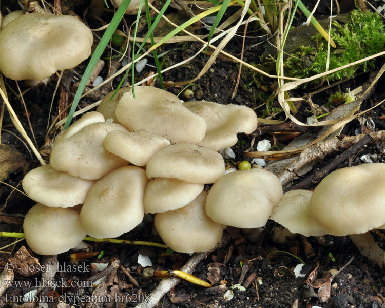 Entoloma clypeatum Hodvábnica jarná Závojenka podtrnka