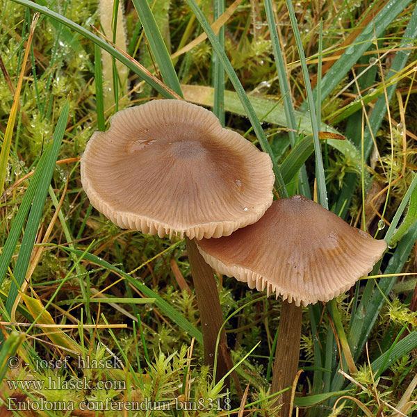 Entoloma conferendum Závojenka křížovýtrusá Kreuzsporiger Filz-Rötling Sterspoorsatijnzwam Wieruszką gwiaździstozarodnikową Hodvábnica obyčajná Stjernesporet Rødblad Stjärnrödhätting Silorusokas Entolome spores étoilées Stjernesporet rødskivesopp Энтолома собираемая Star Pinkgill