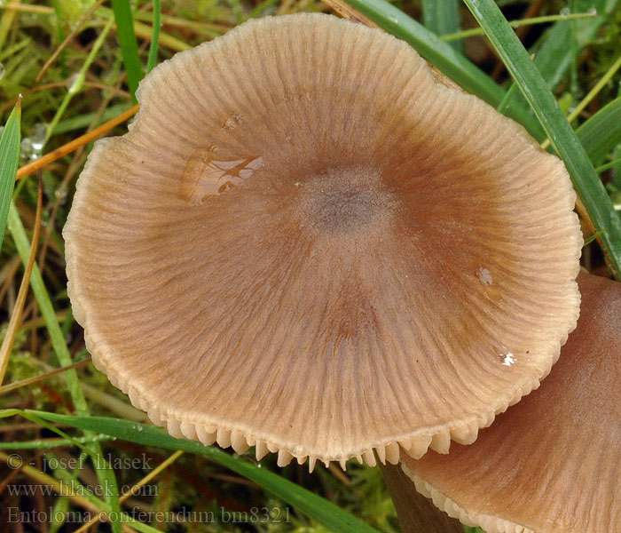 Entoloma conferendum bm8321