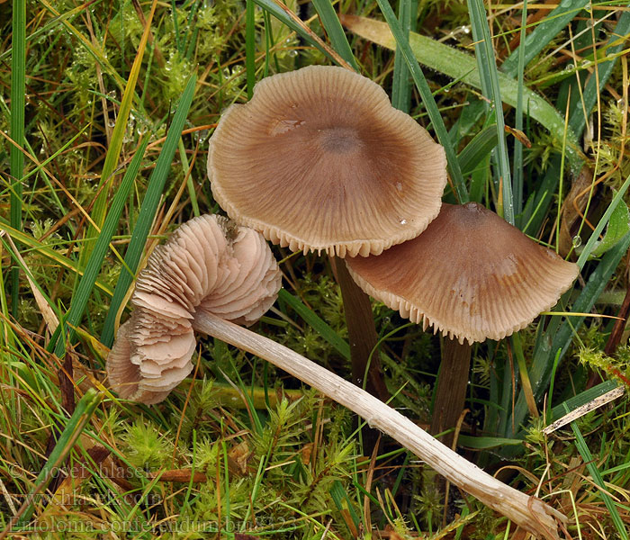 Entoloma conferendum bm8323