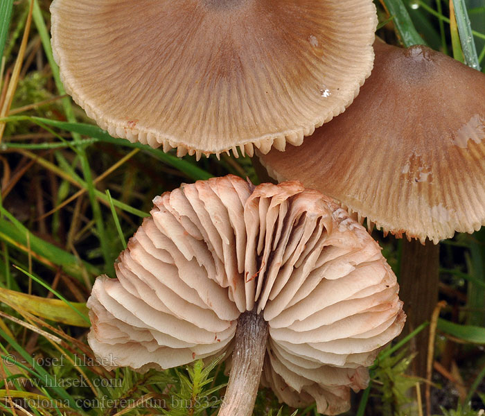 Entoloma conferendum bm8328