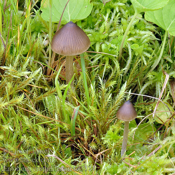 Entoloma cuspidiferum Nolanea cuspidifera Ræddike-rødblad Knophaarsatijnzwam Konischhütiger Glöckling Dzwonkówka bagienna Энтолома остроконечная