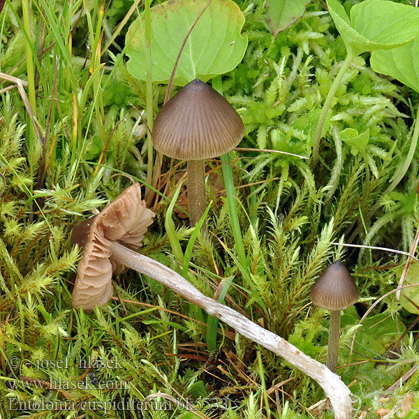 Entoloma cuspidiferum bk5533