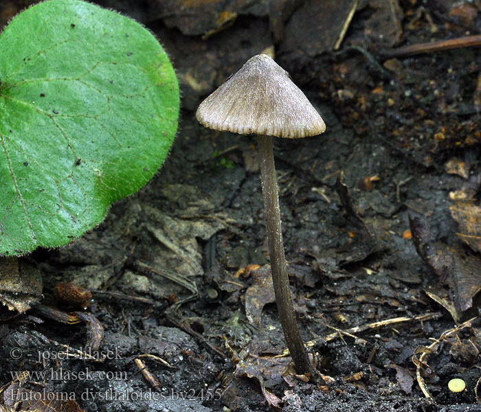 Entoloma dysthaloides Závojenka tmavolupenná Erlen-Haar-Rötling