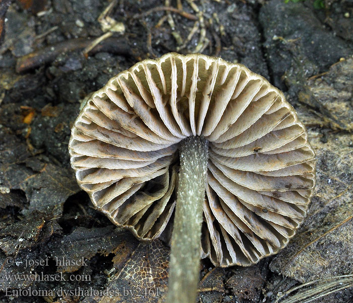 Entoloma dysthaloides Závojenka tmavolupenná Brun trevlerødspore