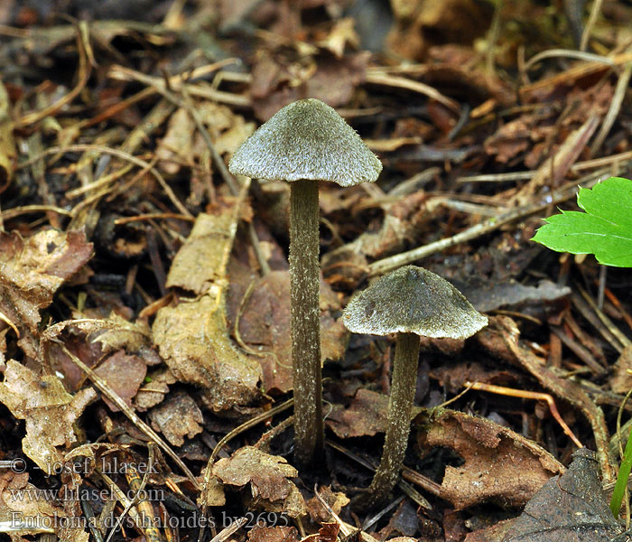 Entoloma dysthaloides Erlen-Haar-Rötling