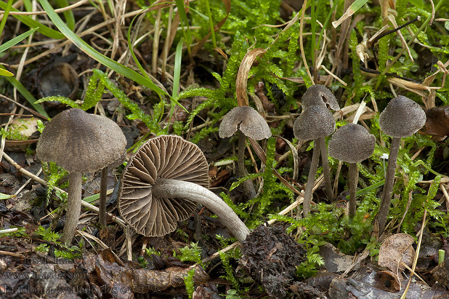 Závojenka tmavolupenná Entoloma dysthaloides