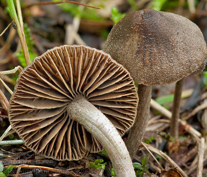 Erlen-Haar-Rötling Entoloma dysthaloides