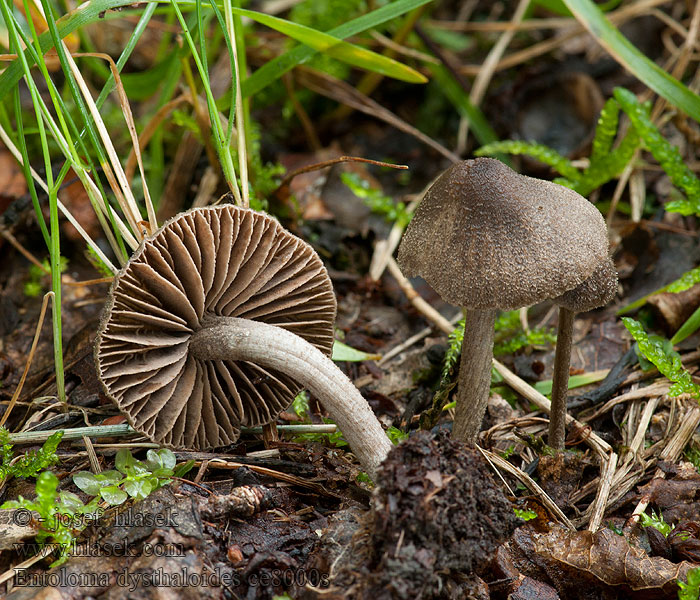 Dzwonkówka owłosiona Brun trevlerødspore Entoloma dysthaloides