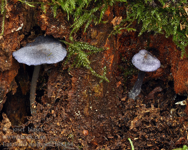 Entoloma_euchroum_bs8154