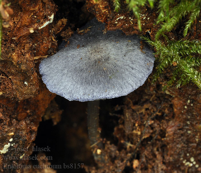 Entoloma euchroum Violette satijnzwam Dzwonkówka fioletowawa