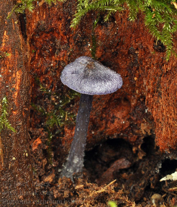 Entoloma_euchroum_bs8167