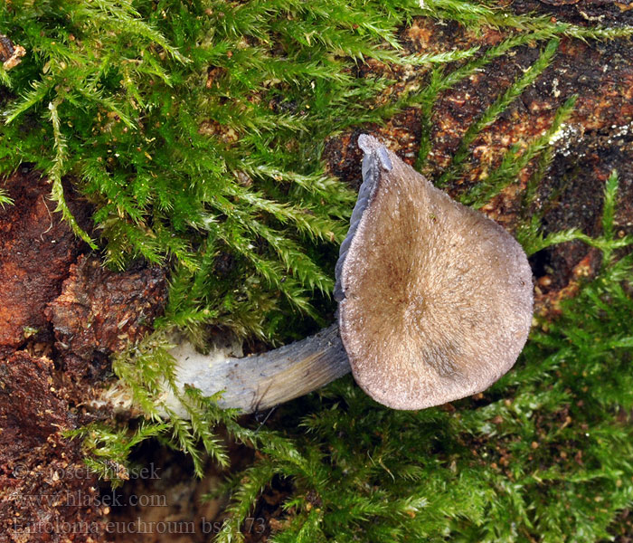 Entoloma euchroum Lilanopping Sinipunarusokas Entolome tout bleu