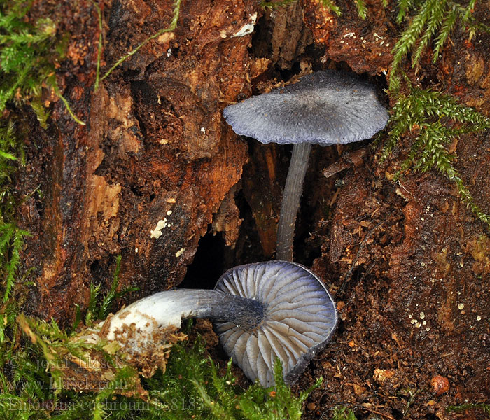 Entoloma euchroum Indigorødskivesopp Энтолома яркоокрашенная