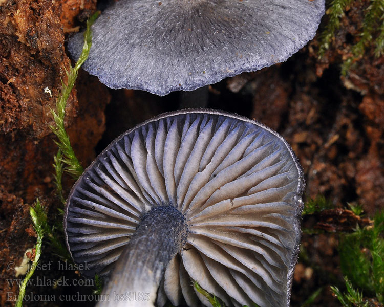 Entoloma euchroum Violette satijnzwam Dzwonkówka fioletowawa