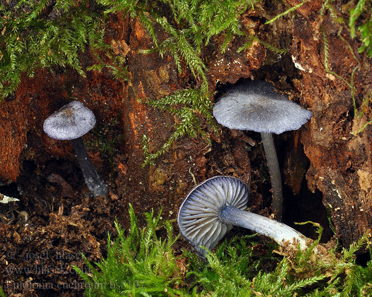 Entoloma euchroum Závojenka modrá Hodvábnica fialovomodrá