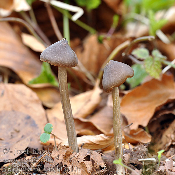 Entoloma hirtipes mammosus Závojenka slanečkovitá