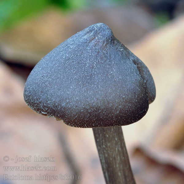 Entoloma hirtipes bf3016